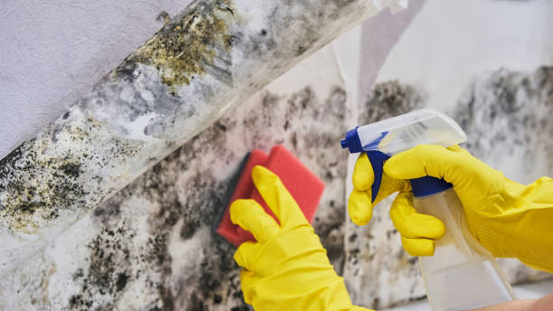 Mold Inspection, Removal & Remediation